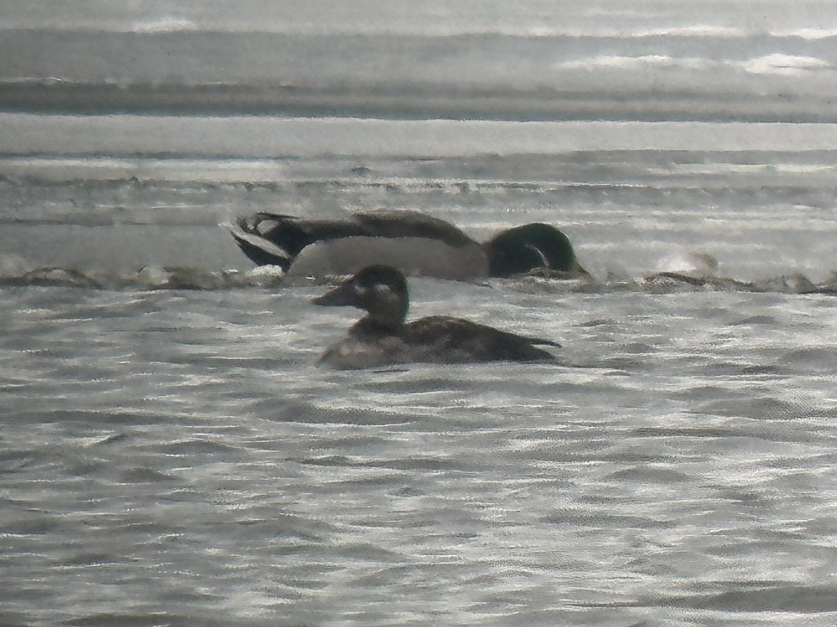 Surf Scoter - ML646313807