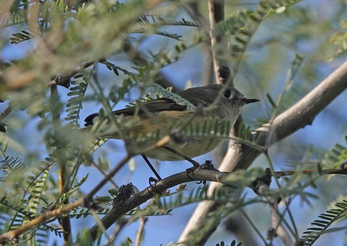 Ruby-crowned Kinglet - ML646313808