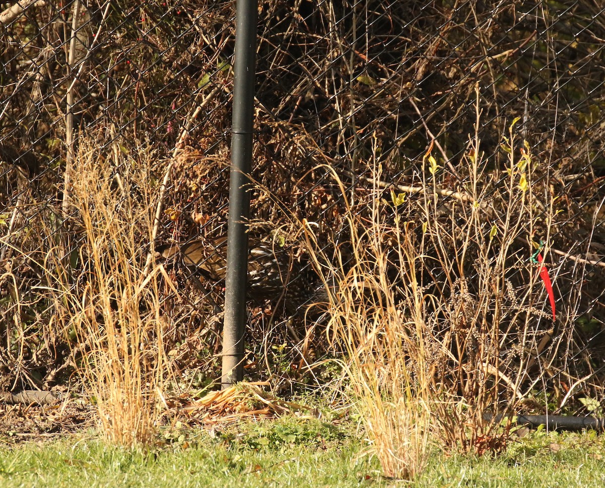 Limpkin (Speckled) - ML646313810