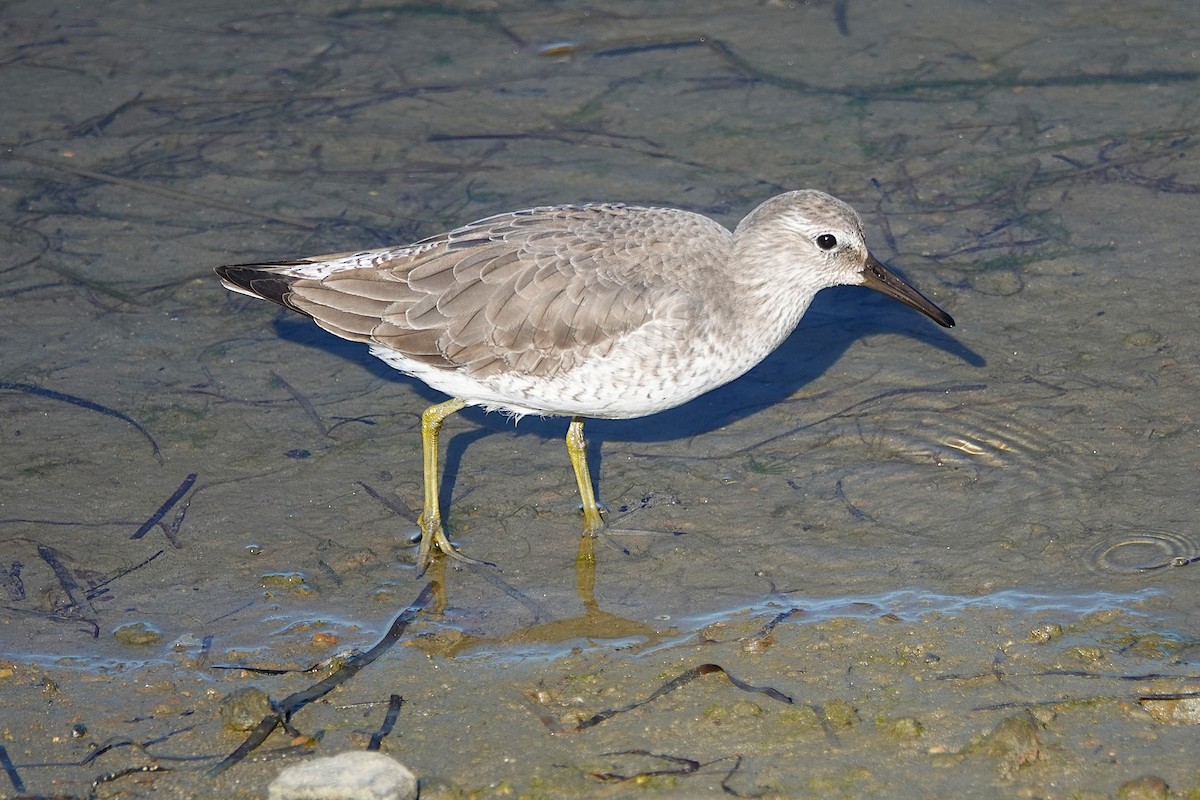 Red Knot - ML646313811