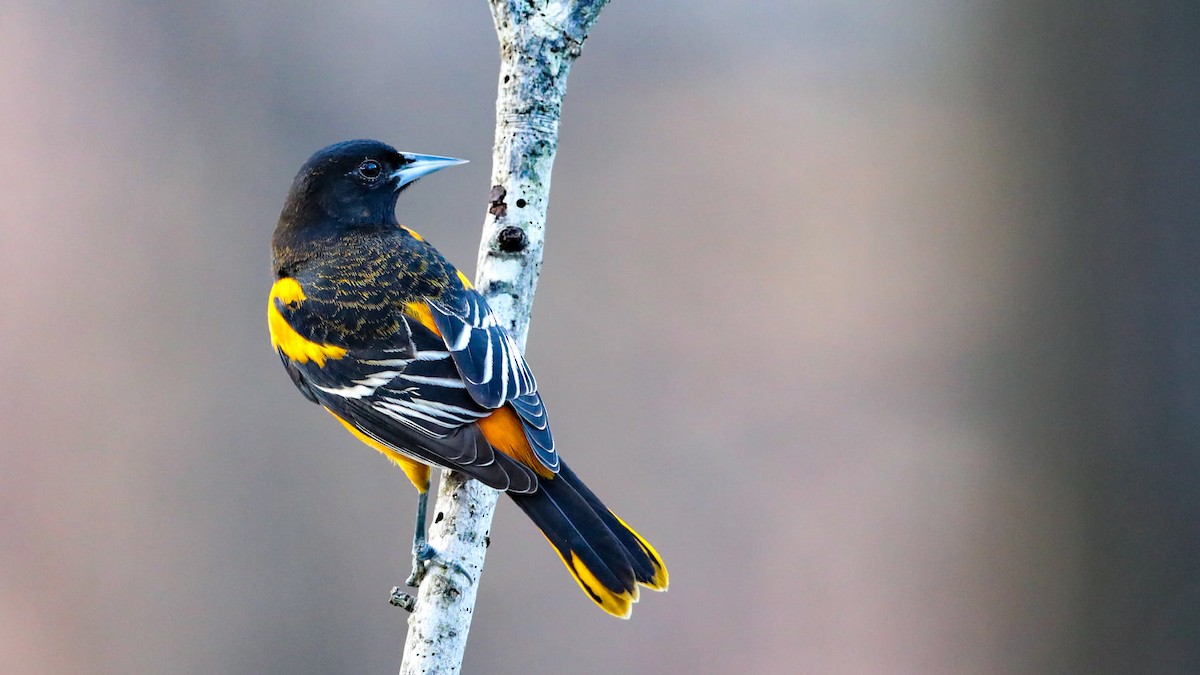 Балтиморский трупиал - ML646313812