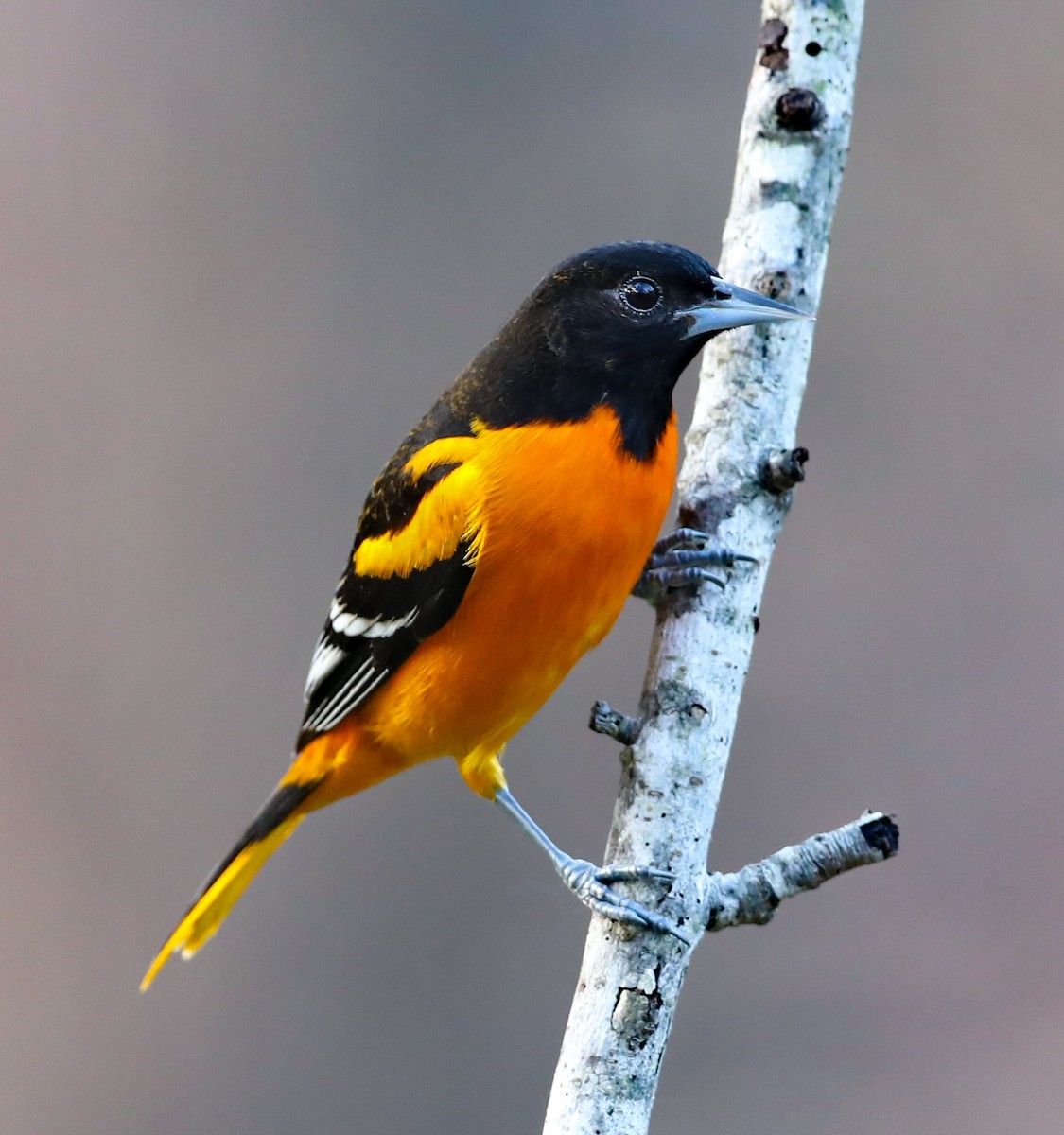 Балтиморский трупиал - ML646313813