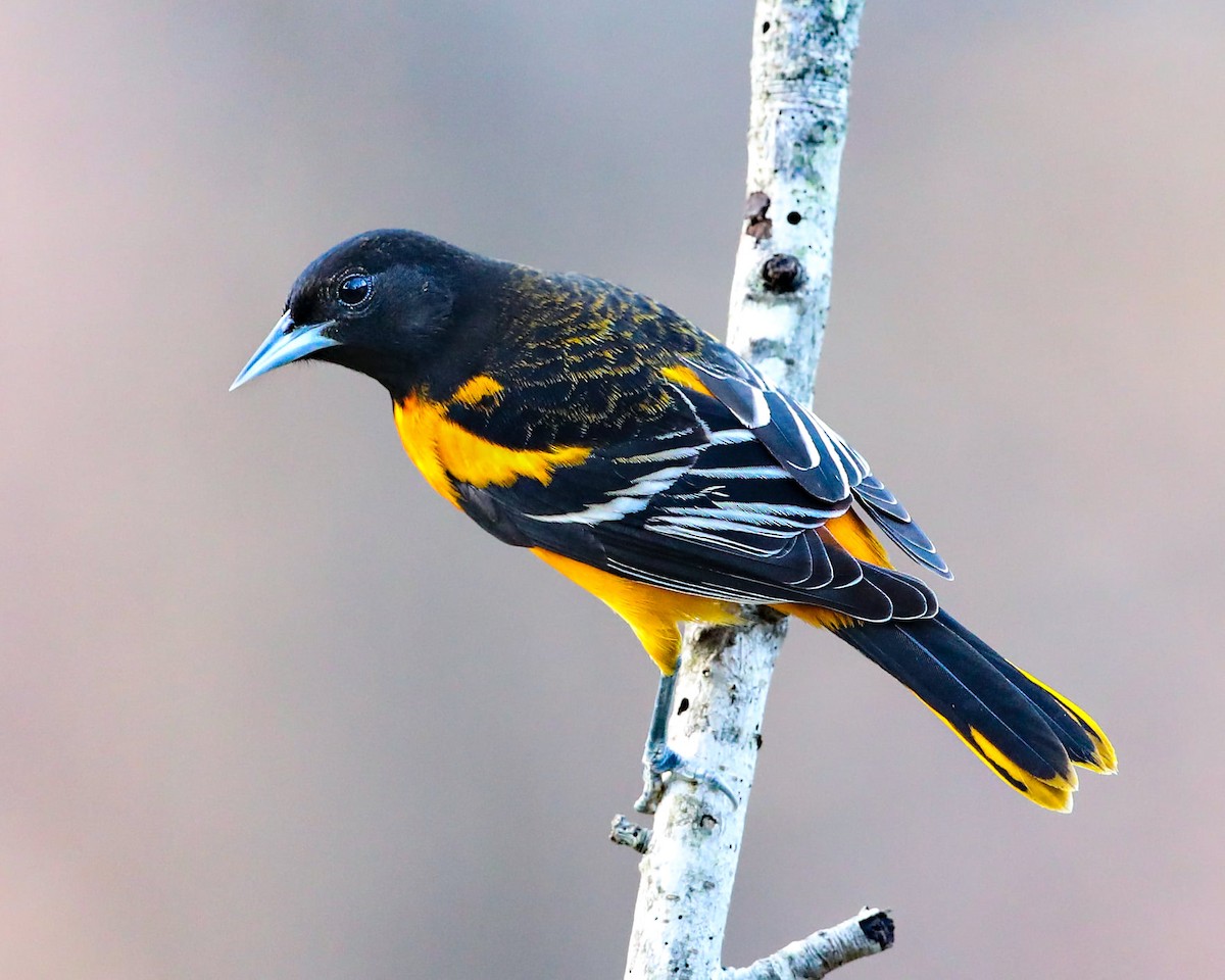 Балтиморский трупиал - ML646313814