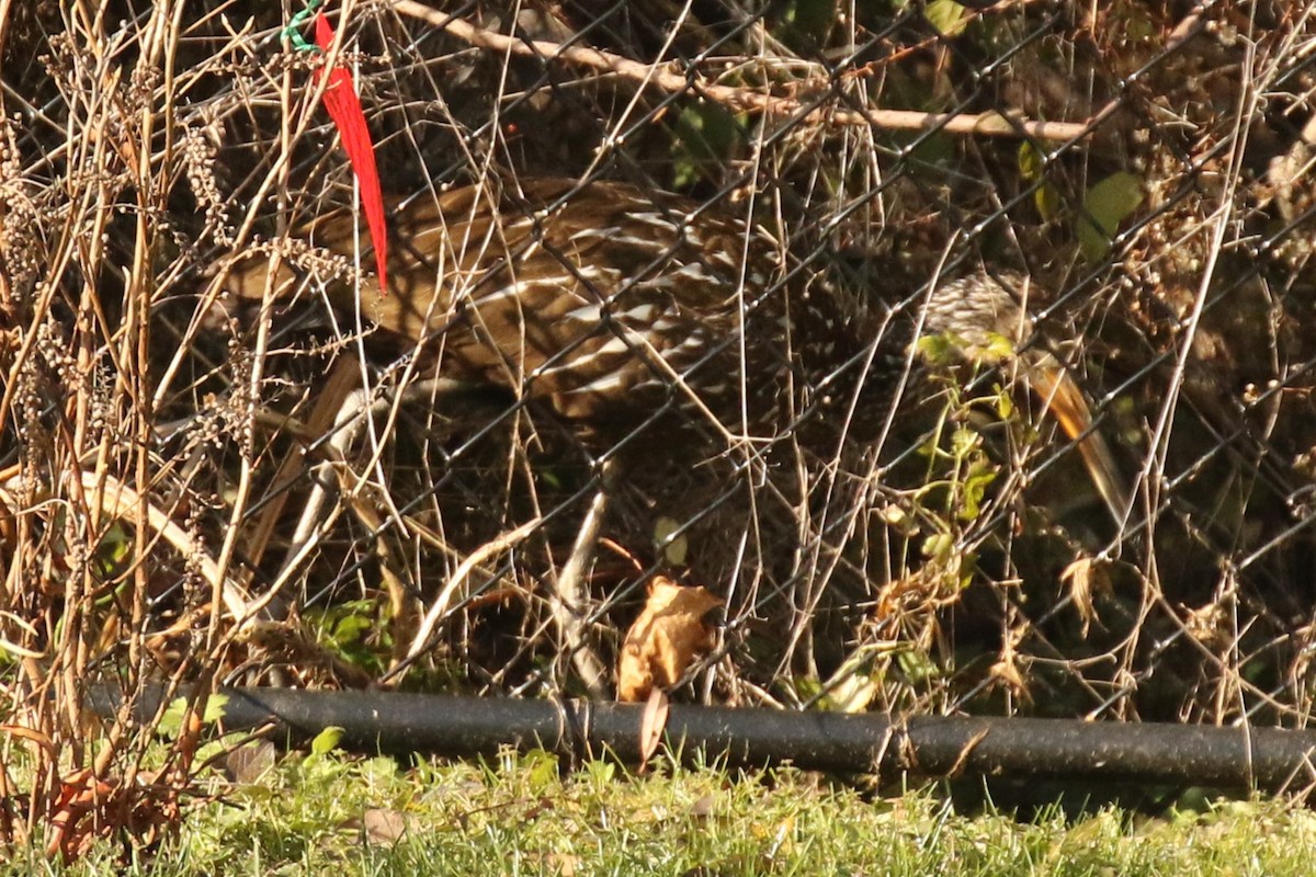 Limpkin (Speckled) - ML646313816