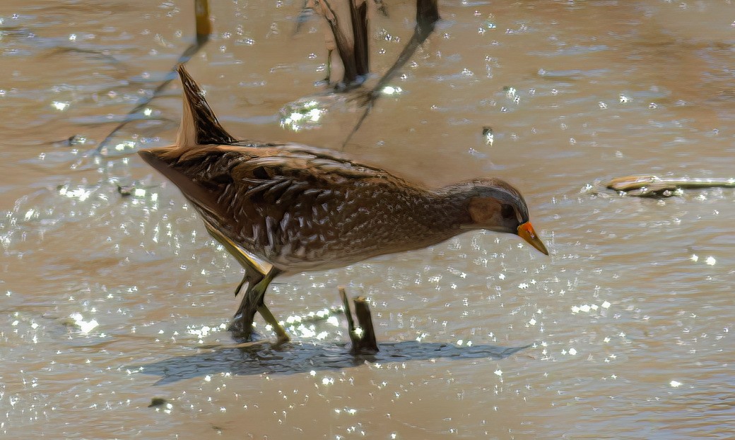 Spotted Crake - ML646313819
