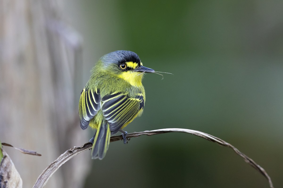 Gray-headed Tody-Flycatcher - ML646313824