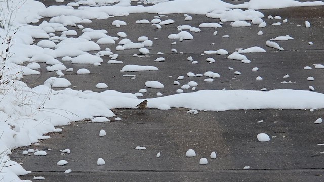 American Pipit - ML646313827