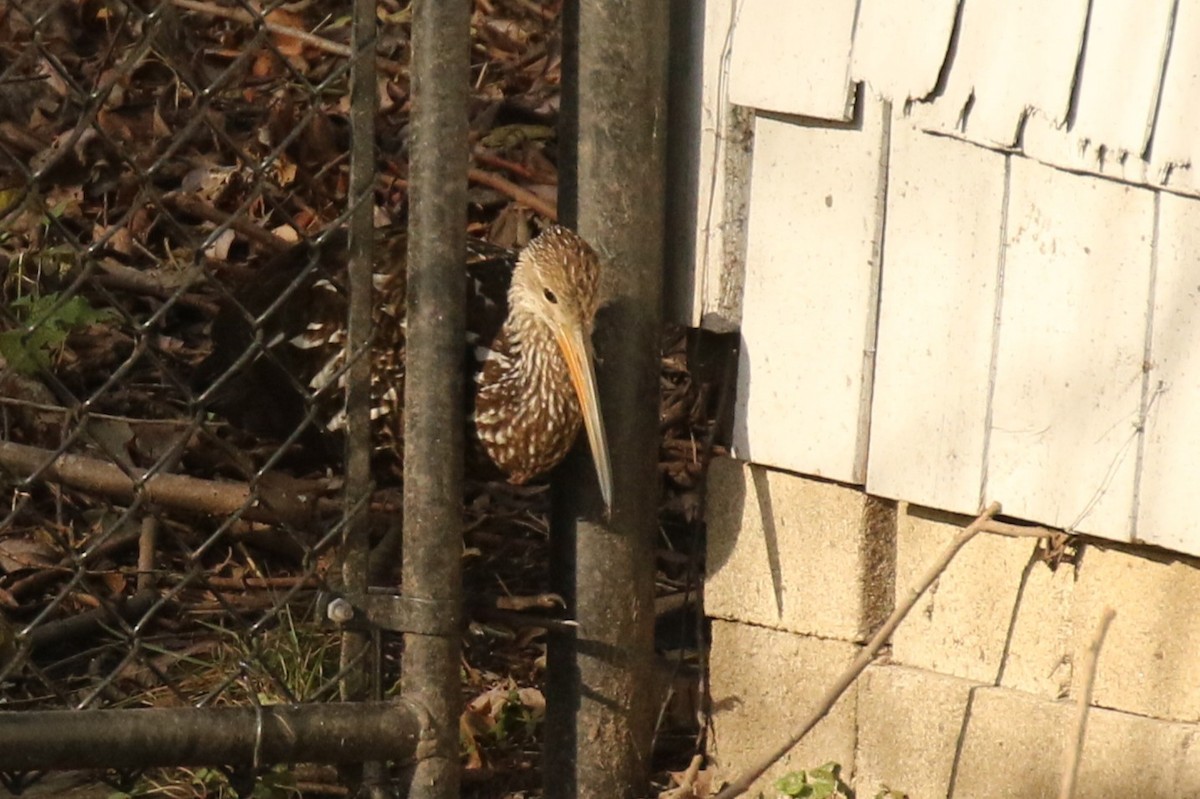 Limpkin (Speckled) - ML646313828