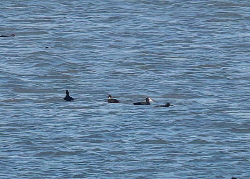 Surf Scoter - ML646313830