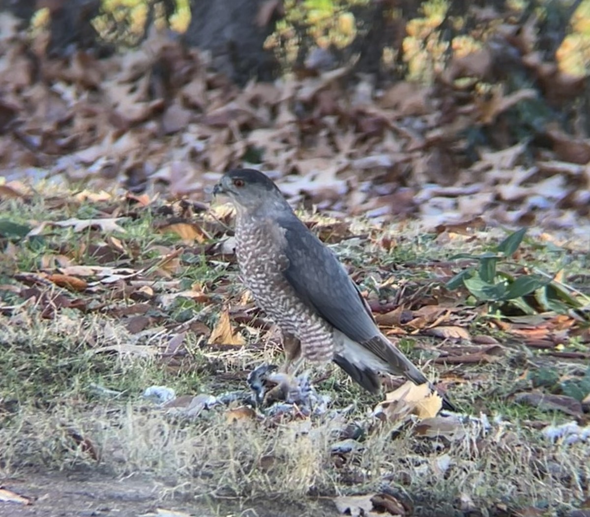 Cooper's Hawk - ML646313831
