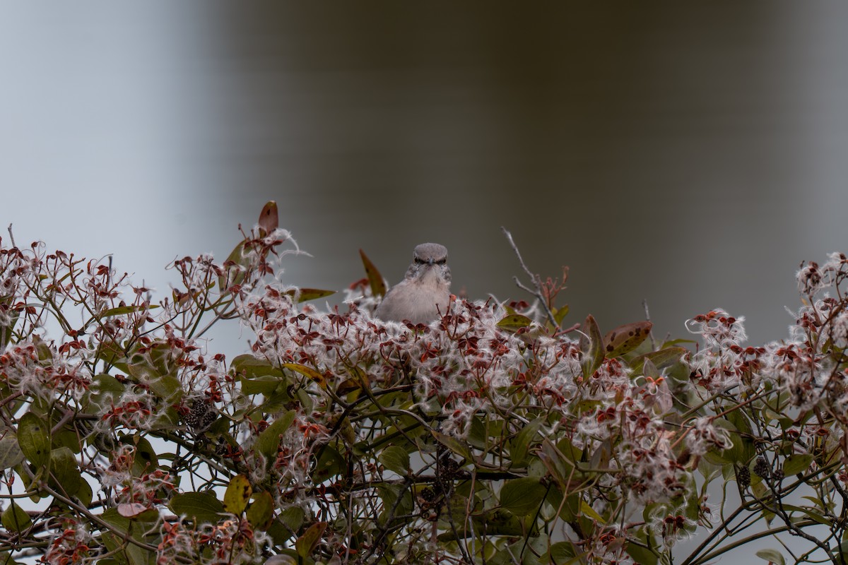 Northern Mockingbird - ML646313832