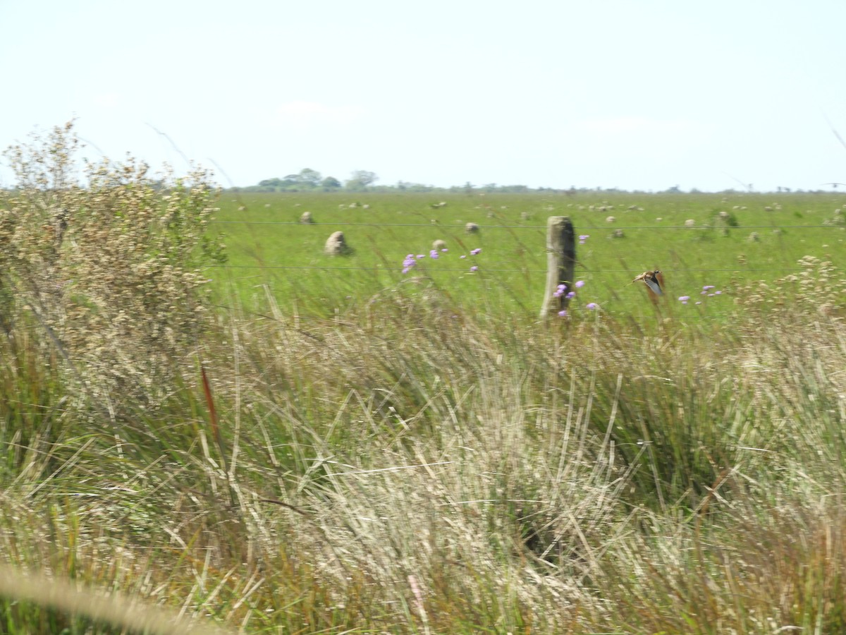 Strange-tailed Tyrant - ML646313833