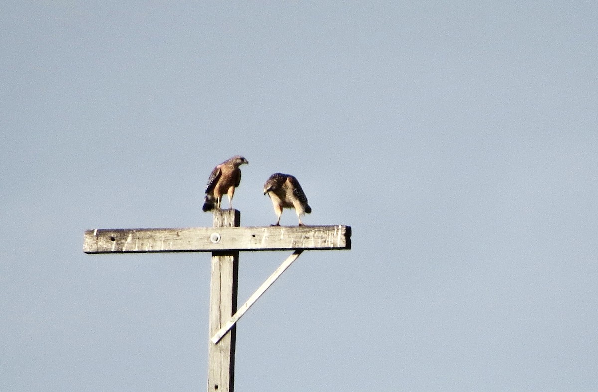 Red-shouldered Hawk - ML646313834