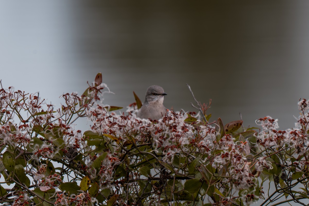 Northern Mockingbird - ML646313838