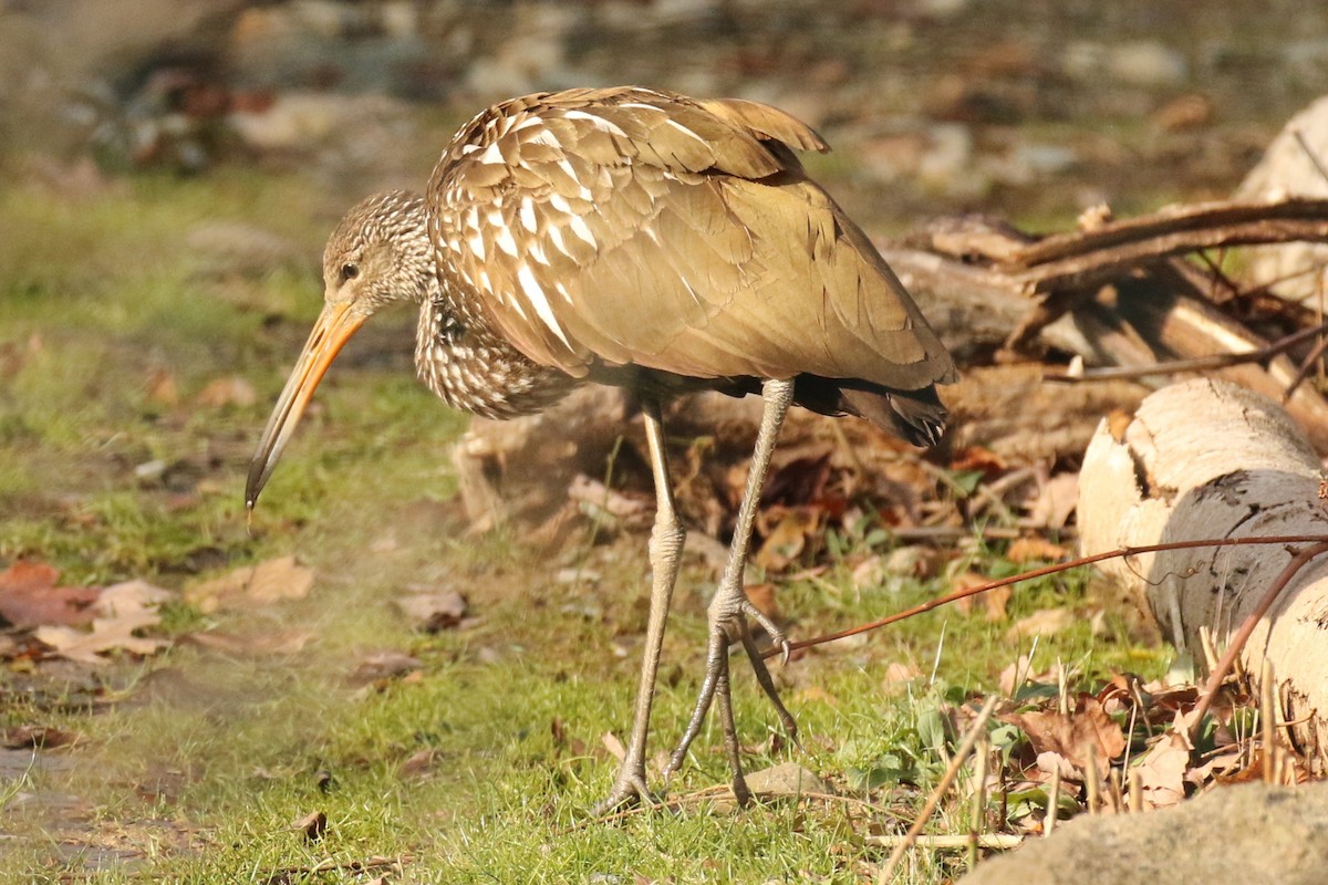 Limpkin (Speckled) - ML646313839