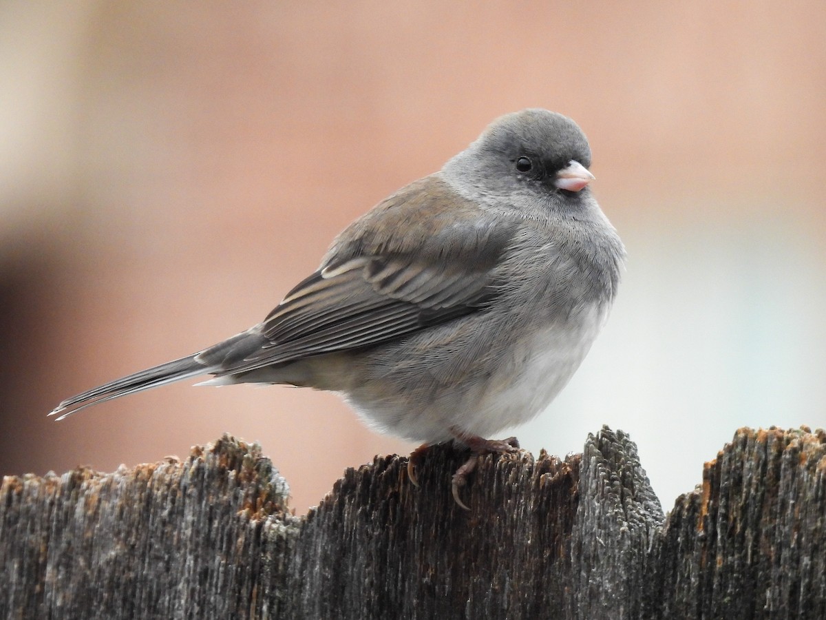 Dark-eyed Junco (Slate-colored) - ML646313843