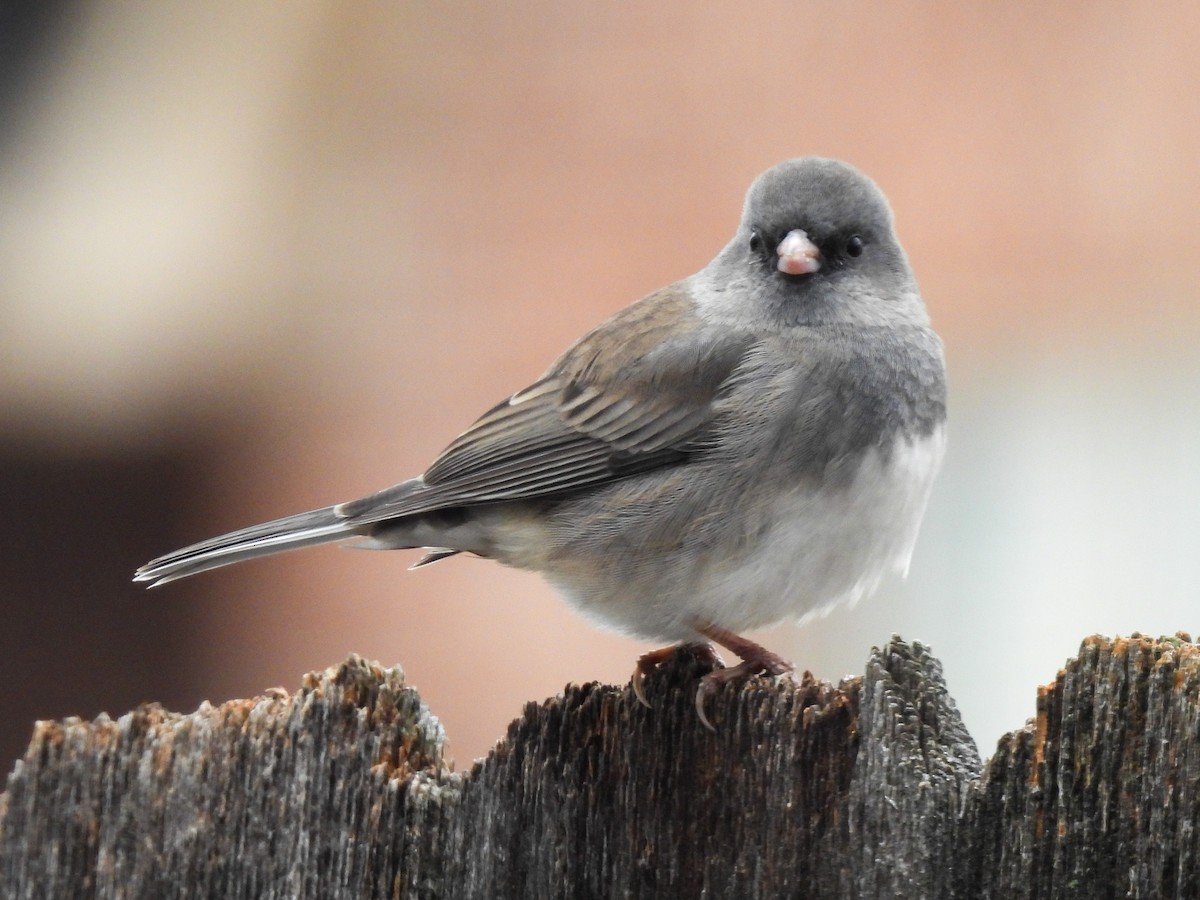 Dark-eyed Junco (Slate-colored) - ML646313844