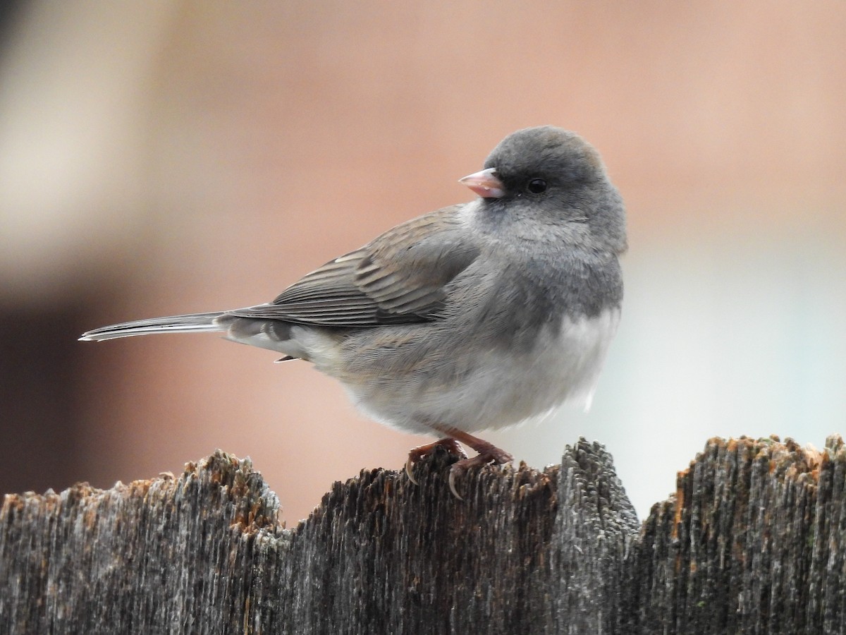 Dark-eyed Junco (Slate-colored) - ML646313845