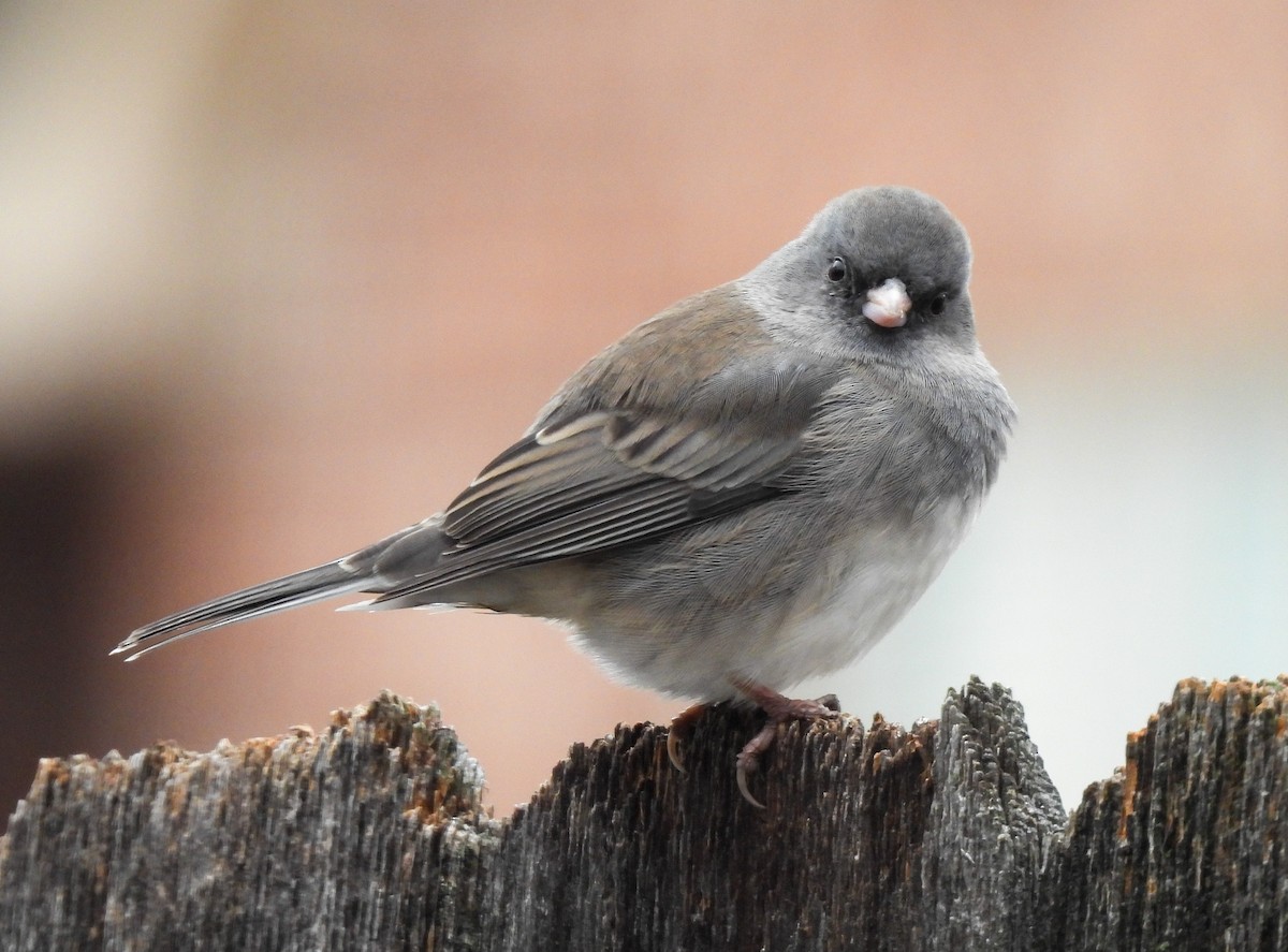Dark-eyed Junco (Slate-colored) - ML646313846