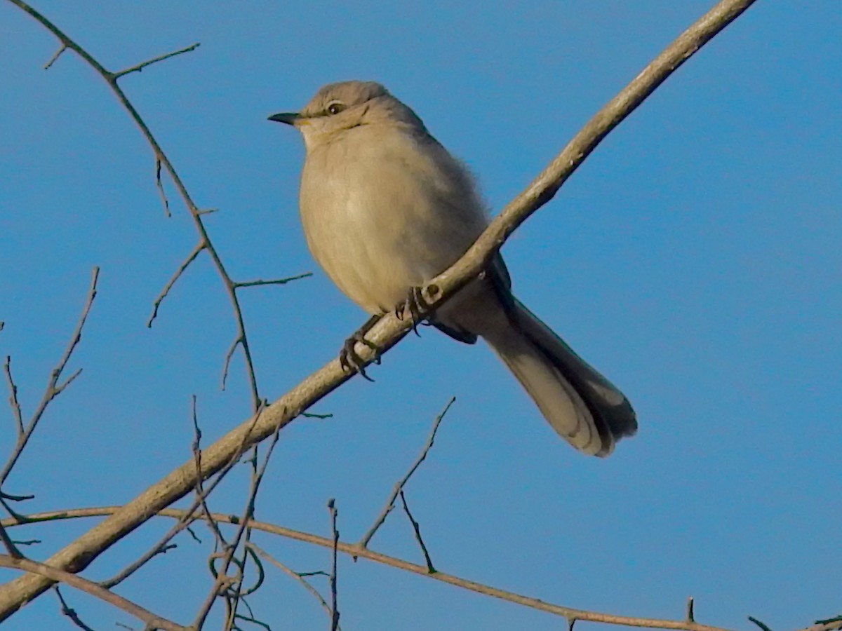Northern Mockingbird - ML646313847