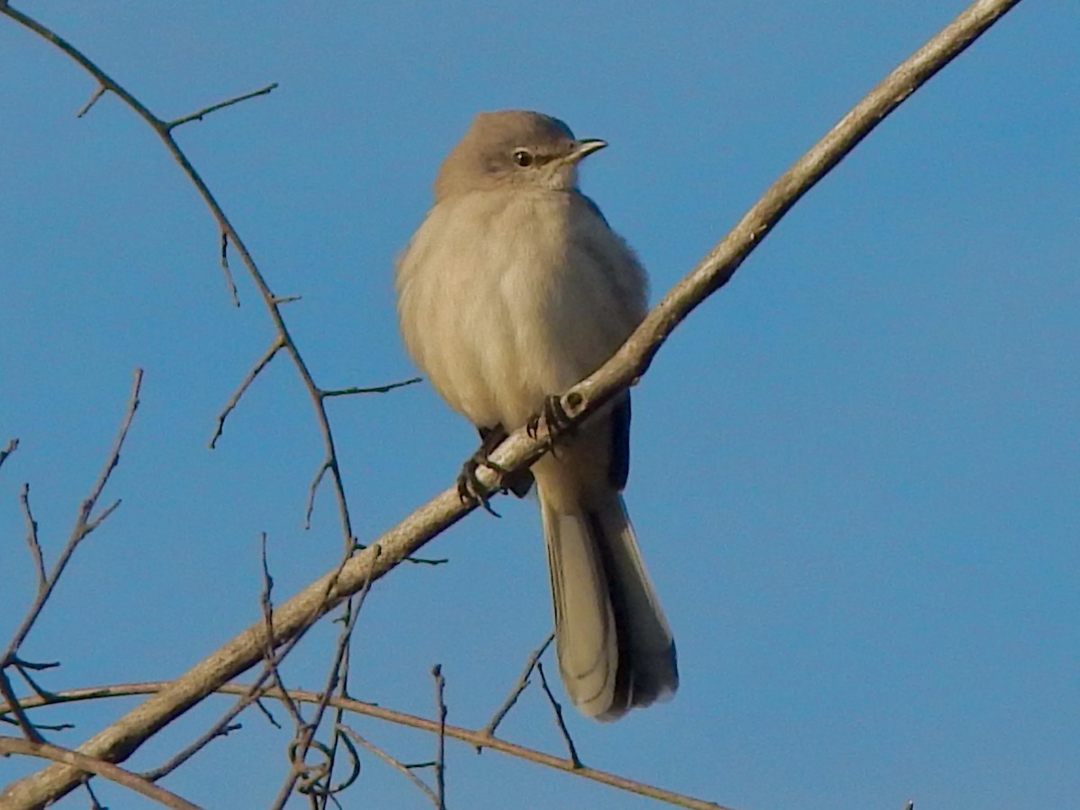Northern Mockingbird - ML646313848