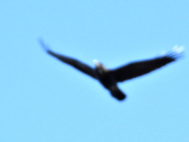 Common Raven - ML646313850