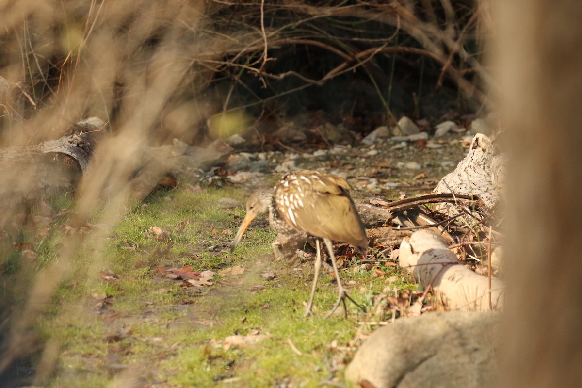 Limpkin (Speckled) - ML646313851