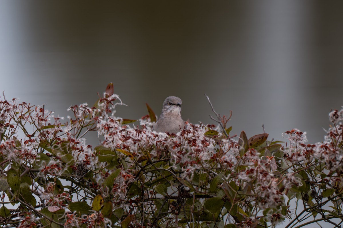 Northern Mockingbird - ML646313852