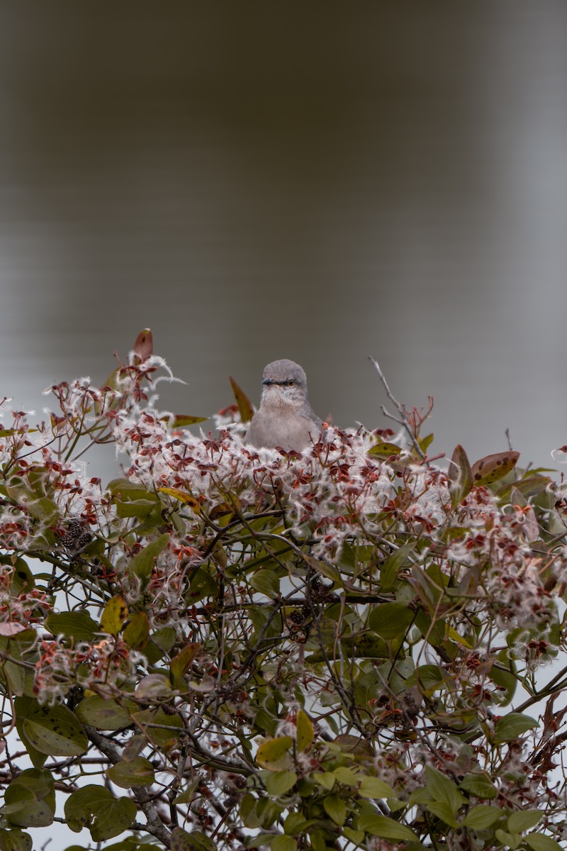 Northern Mockingbird - ML646313853