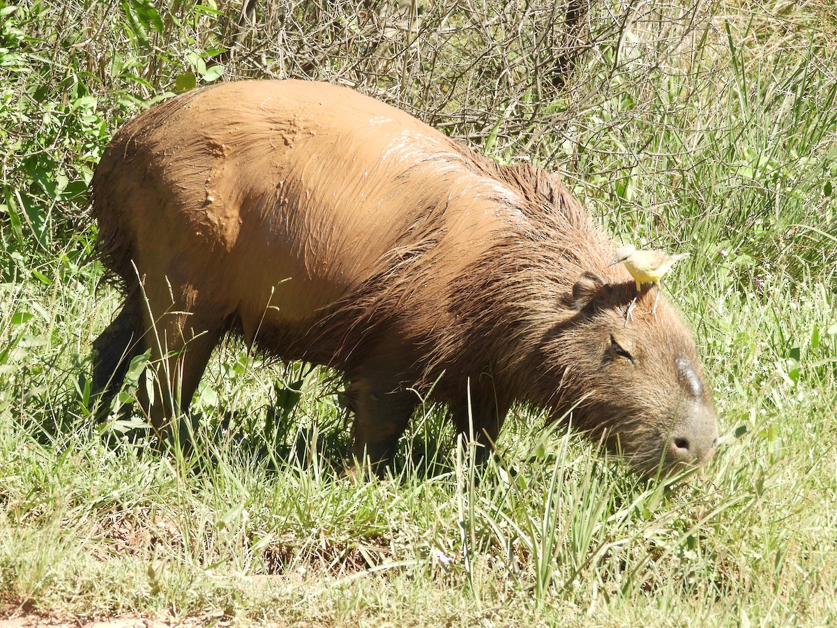 Cattle Tyrant - ML646313854