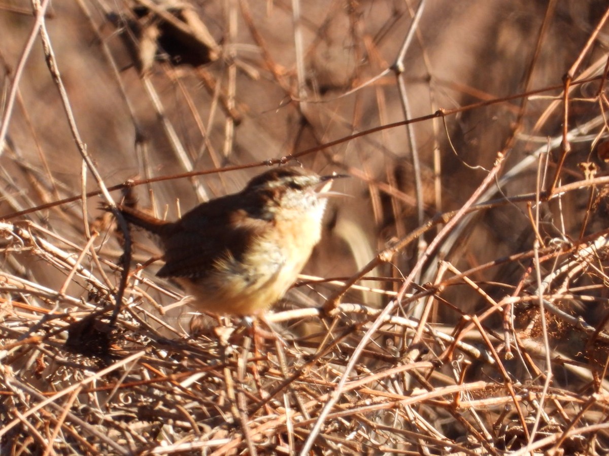 Carolina Wren - ML646313855