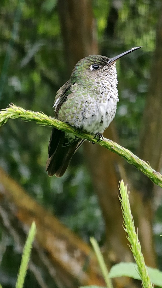 Many-spotted Hummingbird - ML646313856