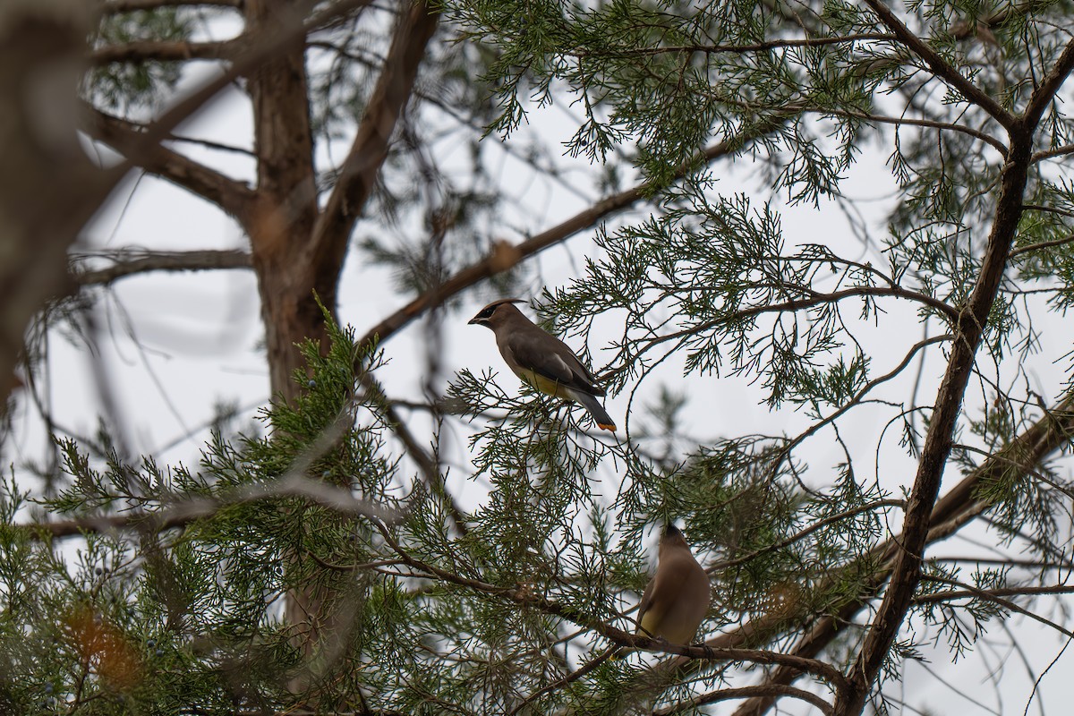 Cedar Waxwing - ML646313857