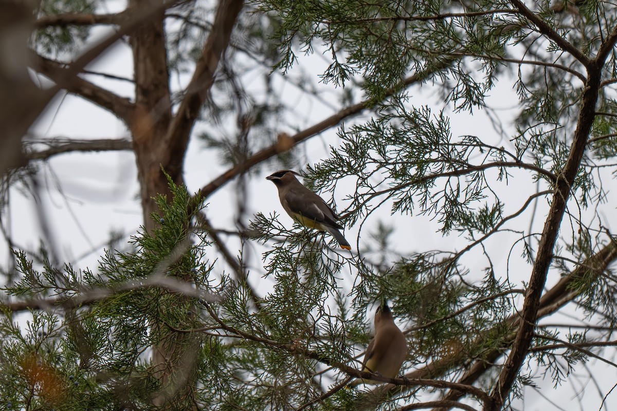 Cedar Waxwing - ML646313858