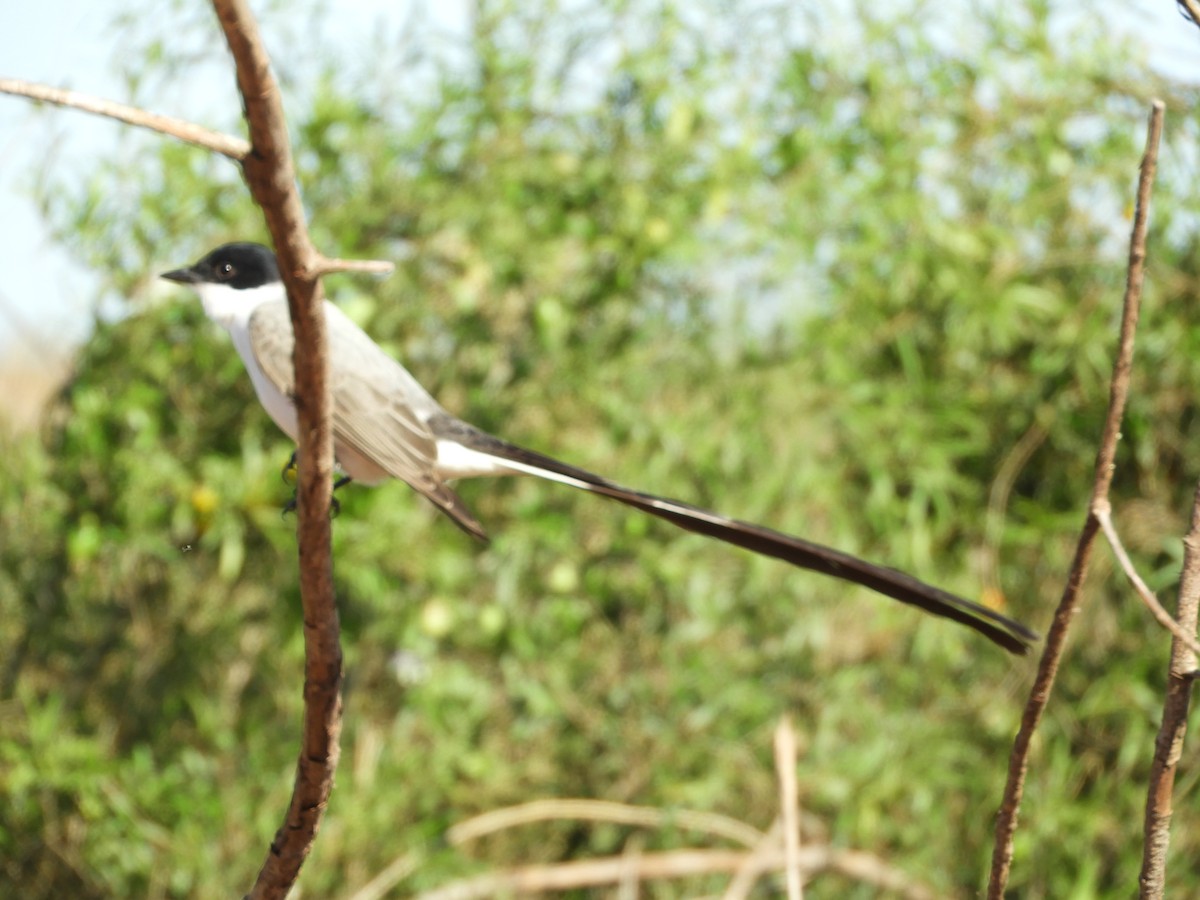 Fork-tailed Flycatcher - ML646313859