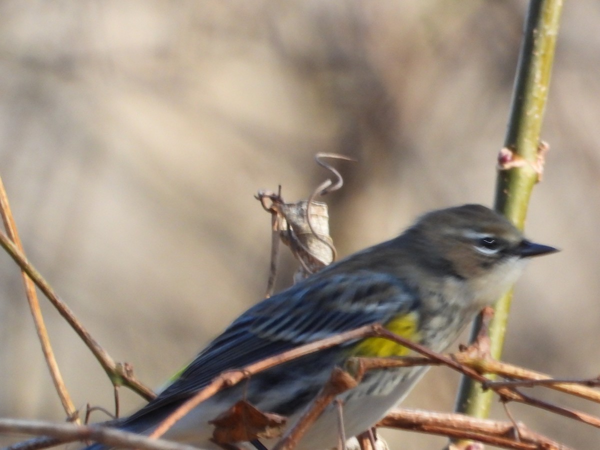Yellow-rumped Warbler - ML646313861