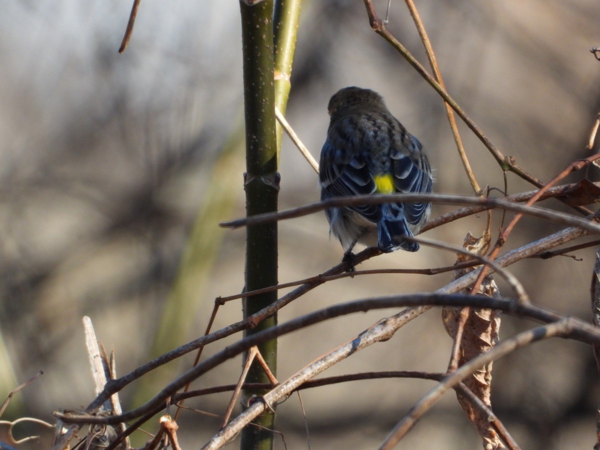 Yellow-rumped Warbler - ML646313862