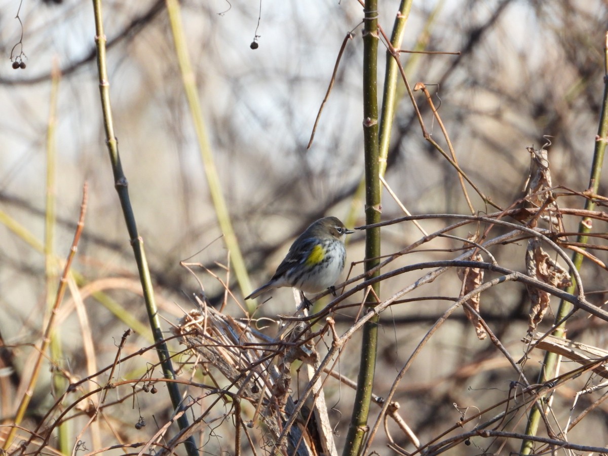 Yellow-rumped Warbler - ML646313863