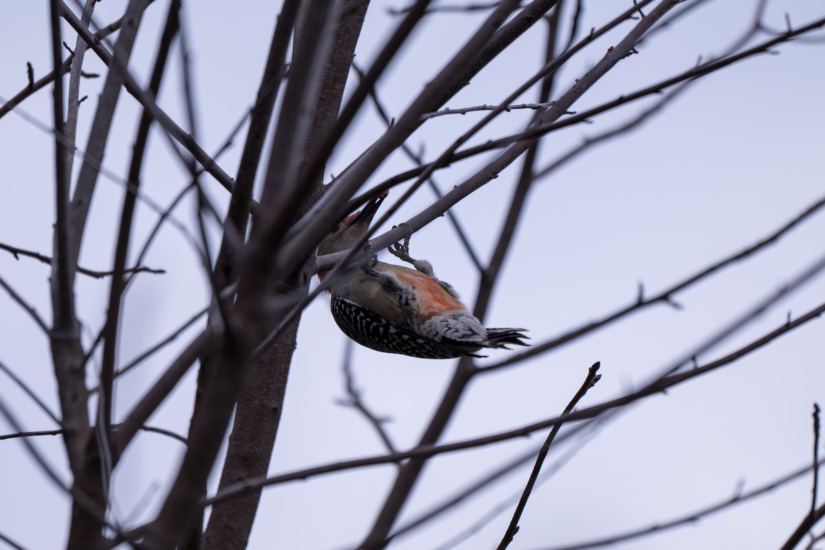 Red-bellied Woodpecker - ML646313864