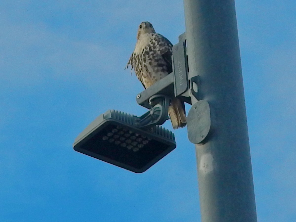 Red-tailed Hawk (borealis) - ML646313865