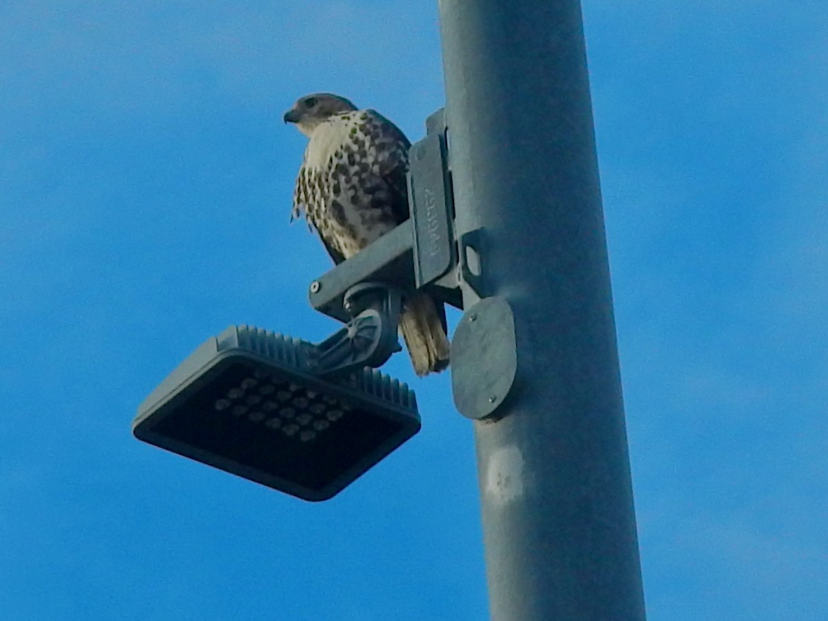 Red-tailed Hawk (borealis) - ML646313866