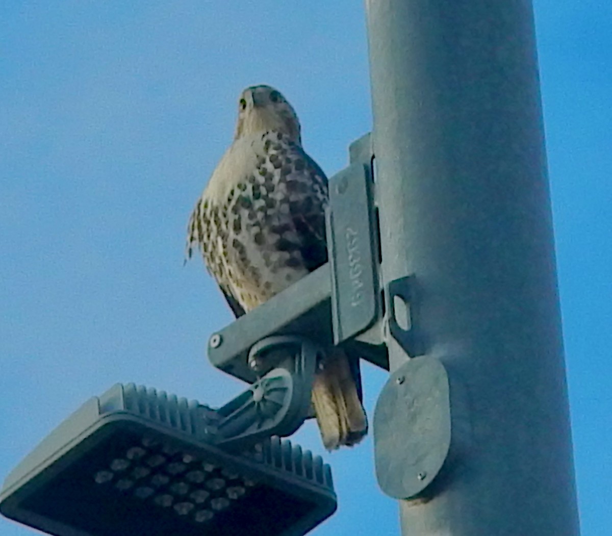 Red-tailed Hawk (borealis) - ML646313867