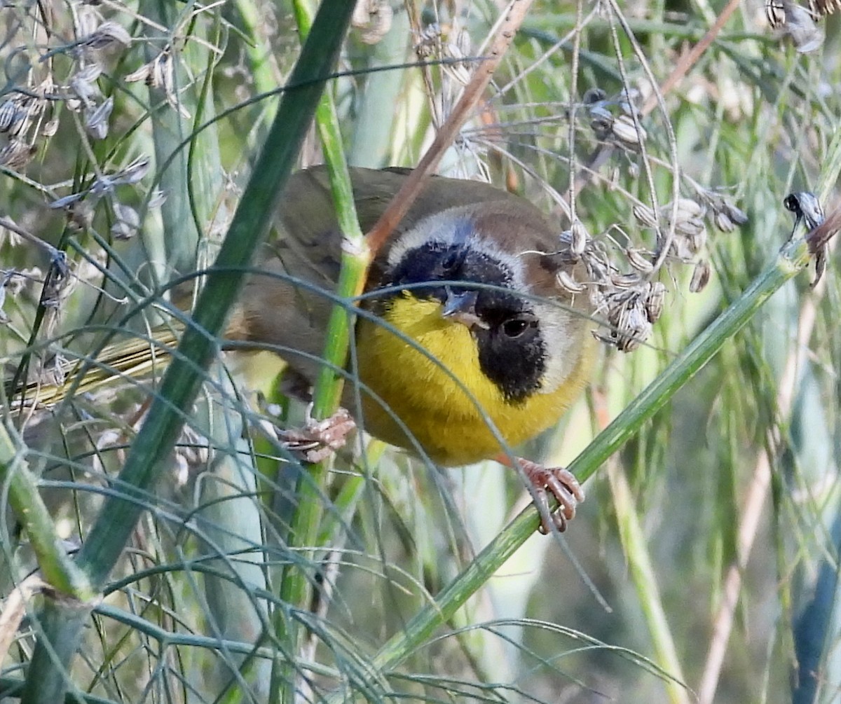 Common Yellowthroat - ML646313868