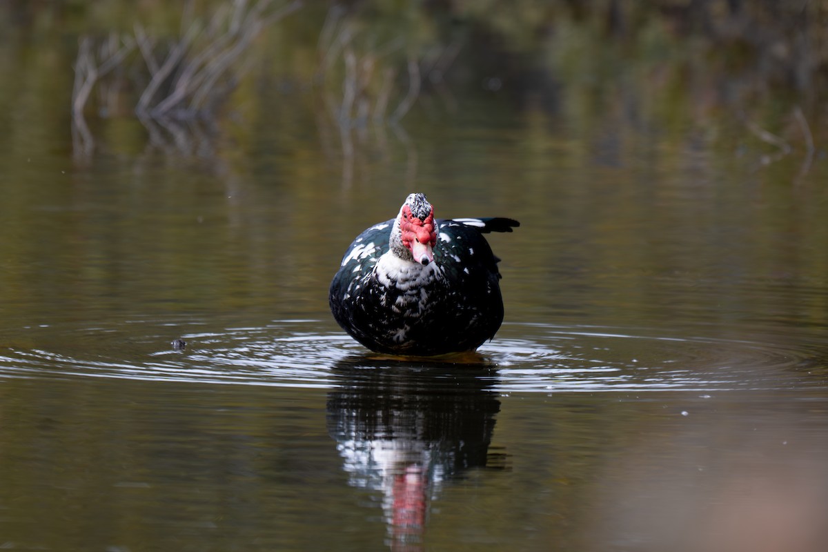 Pato Criollo (variedad doméstica) - ML646313870