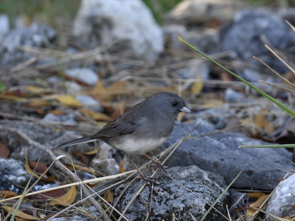 Dark-eyed Junco - ML646313871