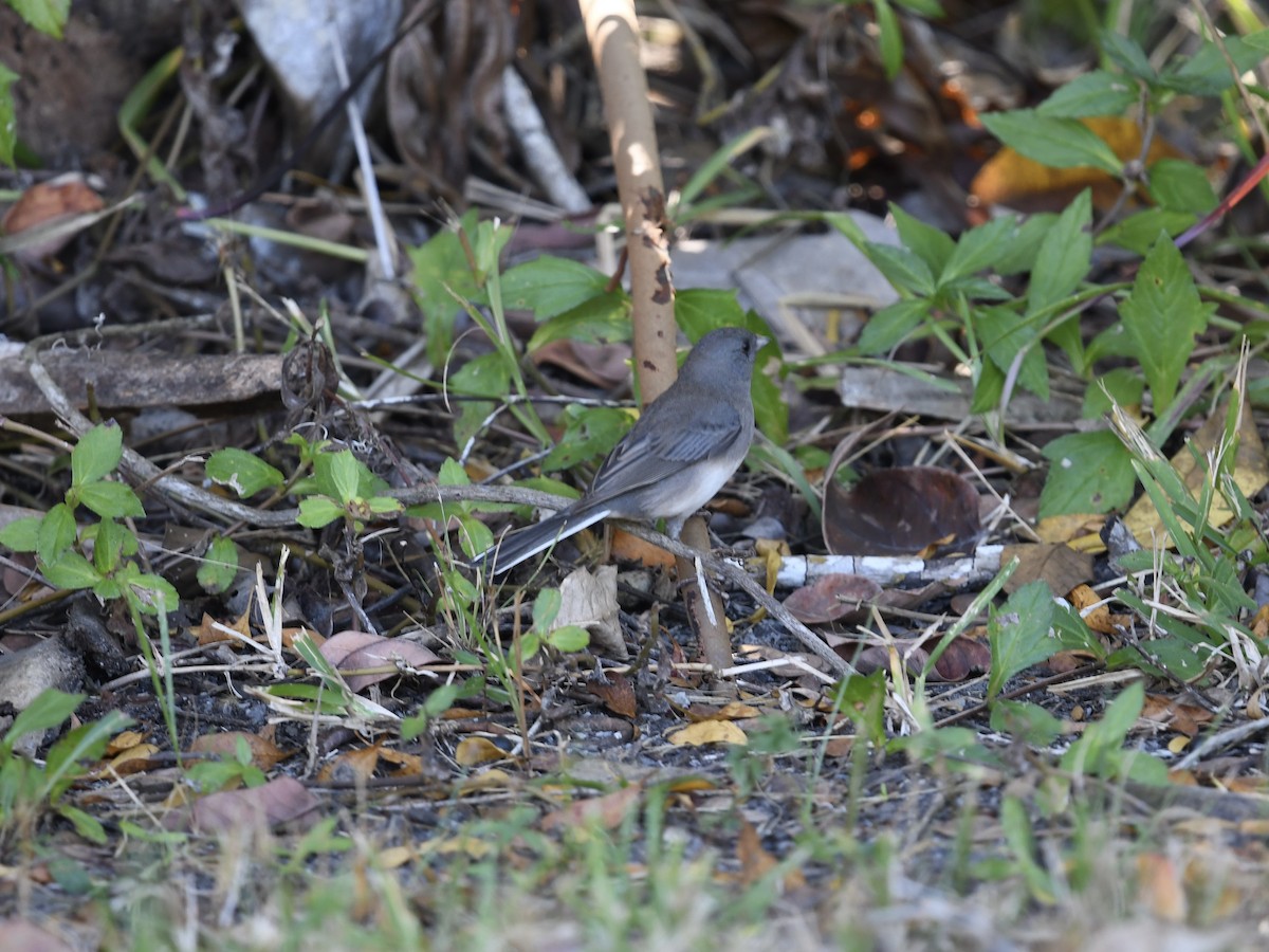 Dark-eyed Junco - ML646313872