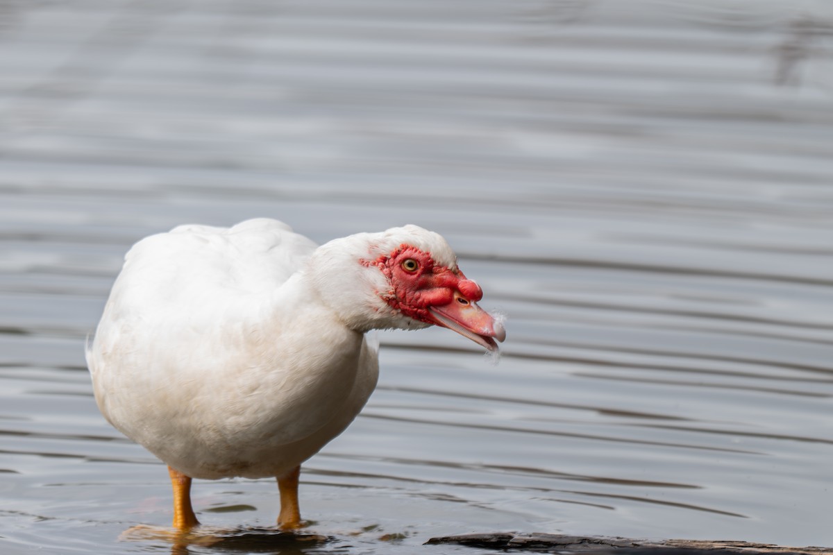 Pato Criollo (variedad doméstica) - ML646313873