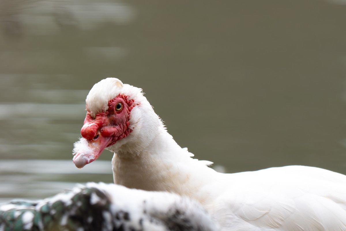 Pato Criollo (variedad doméstica) - ML646313874