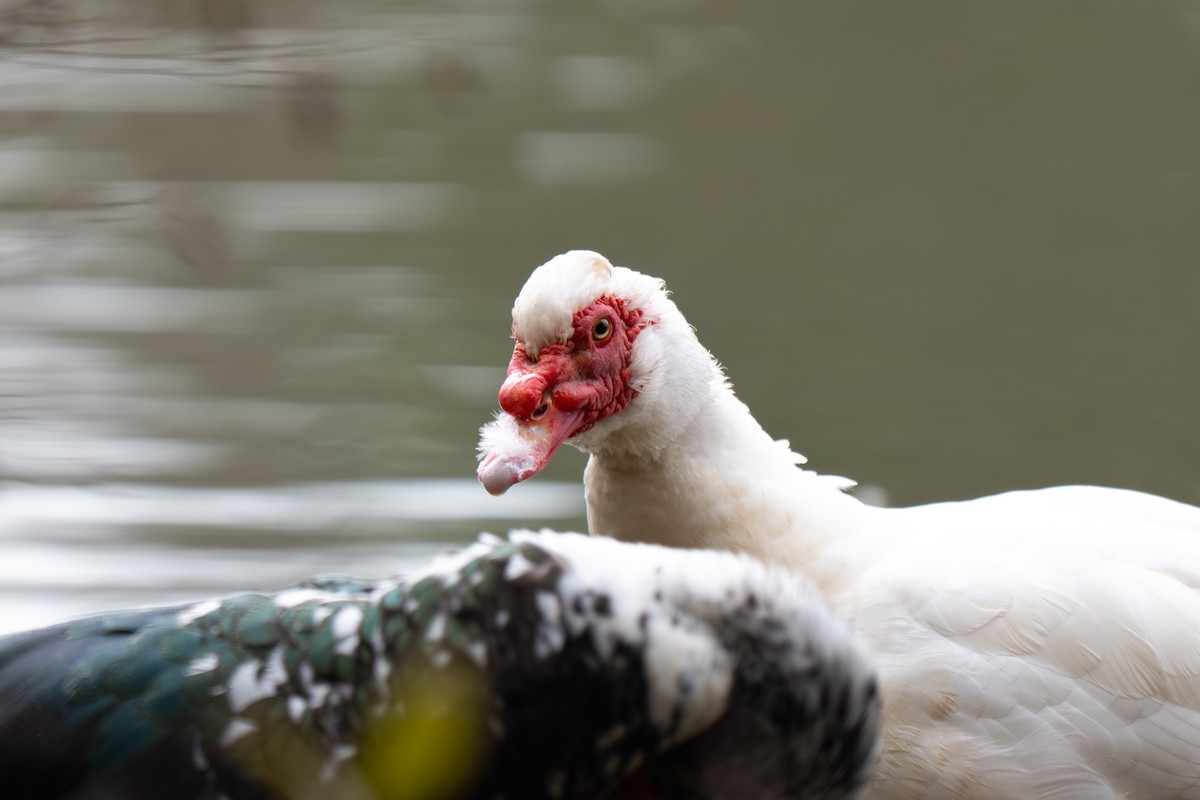 Pato Criollo (variedad doméstica) - ML646313876