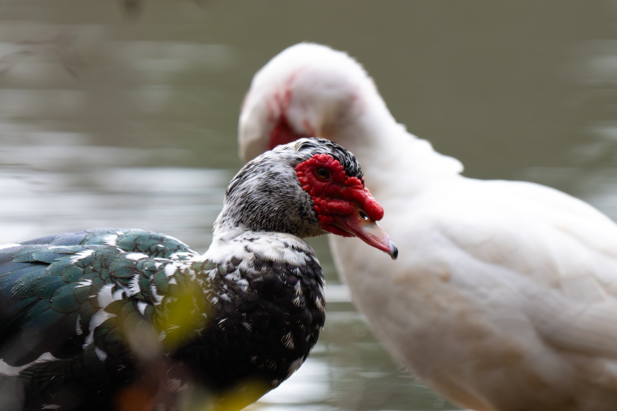 Pato Criollo (variedad doméstica) - ML646313877